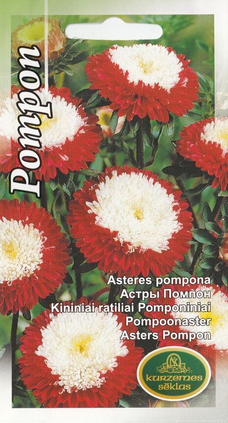 Pompoonaster hind ja info | Lilleseemned | kaup24.ee