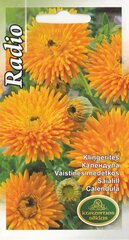 Календула Radio цена и информация | Семена цветов | kaup24.ee