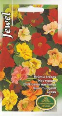 Настурция кустовая Jewel цена и информация | Зайцехвост яйцевидный | kaup24.ee