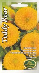 Päevalill Teddy Bear hind ja info | Lilleseemned | kaup24.ee