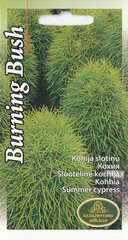 Кохия Burning Bush цена и информация | Семена цветов | kaup24.ee