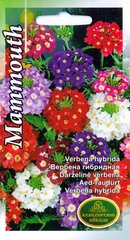 Вербена гибридная МАММУТ цена и информация | Зайцехвост яйцевидный | kaup24.ee