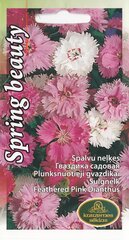 Sulgnelk Spring Beauty цена и информация | Зайцехвост яйцевидный | kaup24.ee