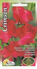 Цветочный горошек ароматный Crimson цена и информация | Зайцехвост яйцевидный | kaup24.ee