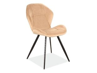 4-tooli komplekt Signal Meble Ginger Velvet, beeži värvi hind ja info | Söögitoolid, baaritoolid | kaup24.ee