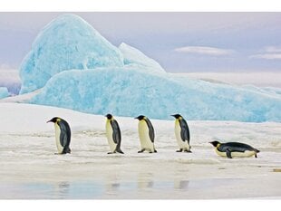 Pilt Pingviinid цена и информация | Картины, живопись | kaup24.ee