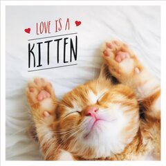 Love is a Kitten: A Cat-Tastic Celebration of the World's Cutest Kittens hind ja info | Fantaasia, müstika | kaup24.ee