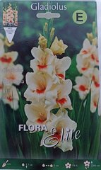Гладиолус Fiorentina, 10 шт. цена и информация | Луковицы цветов | kaup24.ee