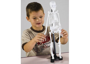 Анатомическая модель «Скелет человека», 46 см цена и информация | Развивающие игрушки | kaup24.ee