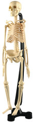 Anatoomiline mudel - Inimese luustik, 46 cm hind ja info | Arendavad mänguasjad | kaup24.ee
