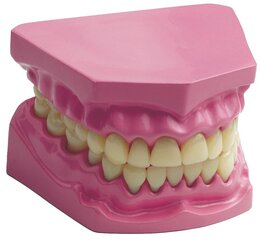Анатомическая модель зубов цена и информация | Развивающие игрушки и игры | kaup24.ee