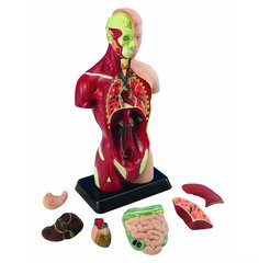 Анатомический набор Edu-Toys, тело и органы, 27 см цена и информация | Развивающие игрушки и игры | kaup24.ee