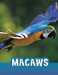 Macaws hind ja info | Noortekirjandus | kaup24.ee
