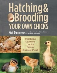 Hatching & Brooding Your Own Chicks: Chickens, Turkeys, Ducks, Geese, Guinea Fowl цена и информация | Книги по социальным наукам | kaup24.ee
