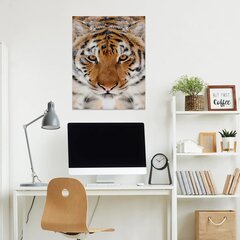 Bengali tiigri seinatrükk lõuend Loomade lõuend Sisekujundus - 78 x 50 cm hind ja info | Seinakleebised | kaup24.ee