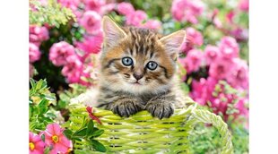 Pusle Castorland Kitten in Flower Garden, 500-osaline цена и информация | Пазлы | kaup24.ee