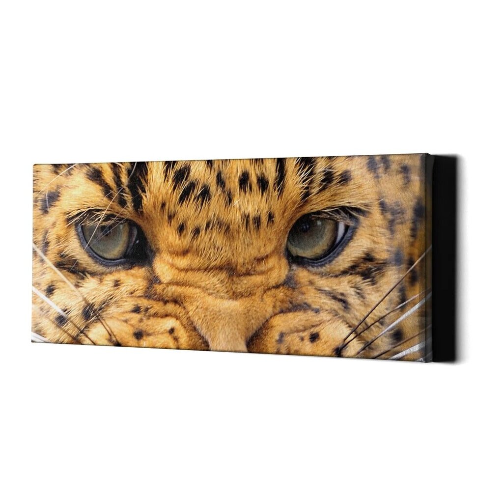 Seinale trükitud lõuend Metsik Leopard Eyes Loomade lõuend sisekujundus – 78 x 30 cm hind ja info | Seinakleebised | kaup24.ee