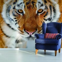 Tiigri kujutisega fotomaalingud Loomadega tapeet Lastetoa sisekujundus - 390 x 280 cm hind ja info | Seinakleebised | kaup24.ee