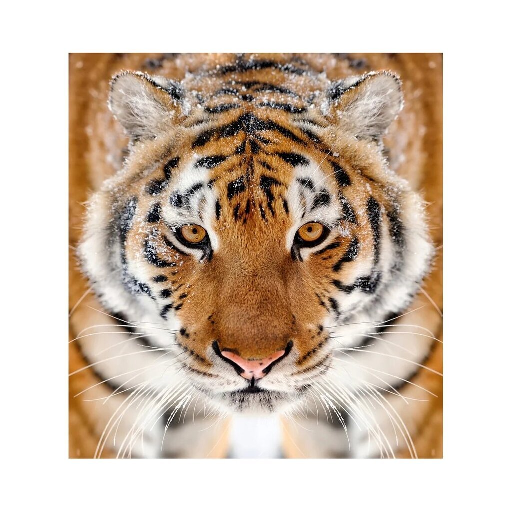 Tiigri kujutisega fotomaalingud Loomadega tapeet Lastetoa sisekujundus - 390 x 280 cm hind ja info | Seinakleebised | kaup24.ee