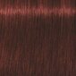 Plaukų dažai Schwarzkopf Professional Igora Royal Absolutes 60 ml, 5-80 Light Brown Red Nature hind ja info | Juuksevärvid | kaup24.ee