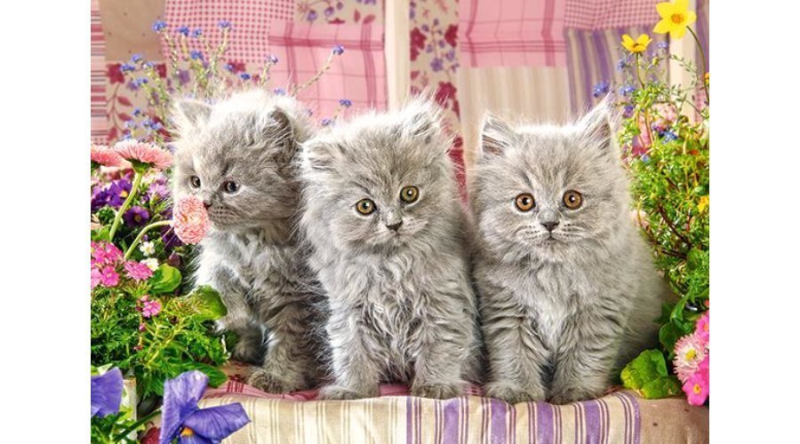Pusle Castorland "Three Grey Kittens", 260 osa цена и информация | Pusled | kaup24.ee