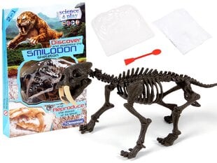 Eelajaloolise tiigri skelett, Clementoni цена и информация | Развивающие игрушки | kaup24.ee