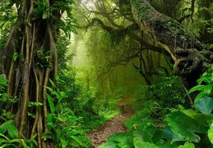 Consalnet Фотообои флизелиновые Jungle 416x254 cm 14565VEXXXL цена и информация | Фотообои | kaup24.ee