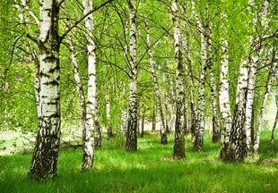 Consalnet Фотообои флизелиновые Forest 312 x 219 cm 14567VEXXL цена и информация | Фотообои | kaup24.ee