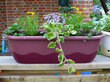 Isekastuv taimepott 11L 60x20x18cm Roosa toonid Mareta 60 hind ja info | Lillekastid | kaup24.ee