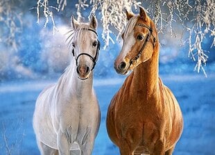 CASTORLAND Puzzle The winter Horses, 260 tk hind ja info | Pusled | kaup24.ee