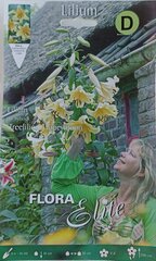 Лилии OT 'Treelilies' Honeymoon, 2 шт. цена и информация | Луковицы цветов | kaup24.ee