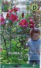 Лилии OT 'Treelilies' Purple Prince, 2 шт. цена и информация | Луковицы цветов | kaup24.ee