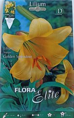 Liilia Golden Splendor hind ja info | Lillesibulad | kaup24.ee