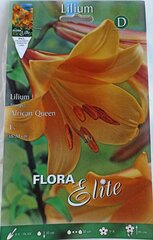 Лилия African Queen цена и информация | Луковицы цветов | kaup24.ee