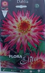 Daalia Hayley Jane цена и информация | Луковицы цветов | kaup24.ee