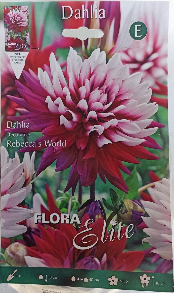 Daalia Rebecca's World hind ja info | Lillesibulad | kaup24.ee