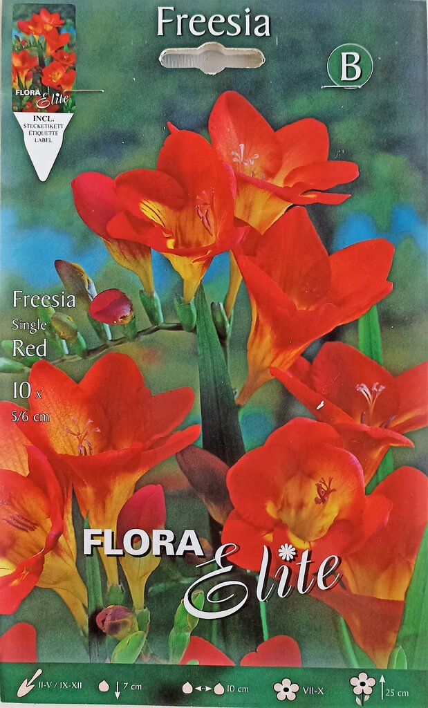 Freesias liht, punane, 10 tk hind ja info | Lillesibulad | kaup24.ee