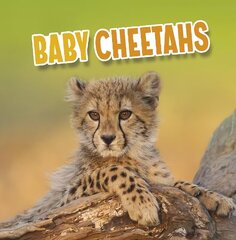 Baby Cheetahs цена и информация | Книги для детей | kaup24.ee