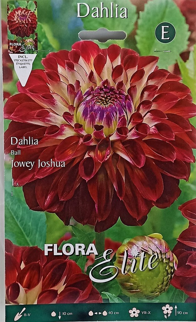 Daalia Jowey Joshua hind ja info | Lillesibulad | kaup24.ee