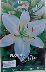 Aasia liiliad, valge, 2 tk hind ja info | Lillesibulad | kaup24.ee