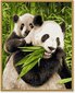 Maalimine numbrite järgi Schipper Panda Bears MNZ, 24 x 30 cm hind ja info | Maalid numbri järgi | kaup24.ee