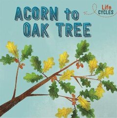 Life Cycles: Acorn to Oak Tree цена и информация | Книги для подростков и молодежи | kaup24.ee