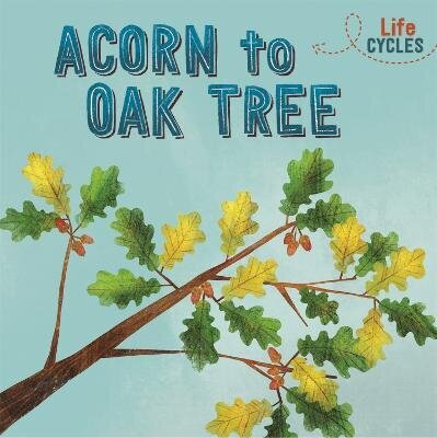 Life Cycles: Acorn to Oak Tree цена и информация | Noortekirjandus | kaup24.ee