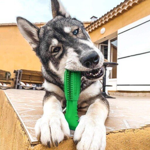 Koerte hammaste hooldus, roheline hind ja info | Mänguasjad koertele | kaup24.ee