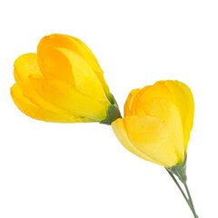 Искусственная веточка крокуса, 5 шт. цена и информация | Искусственные цветы | kaup24.ee