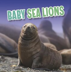 Baby Sea Lions hind ja info | Noortekirjandus | kaup24.ee