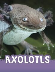 Axolotls hind ja info | Noortekirjandus | kaup24.ee