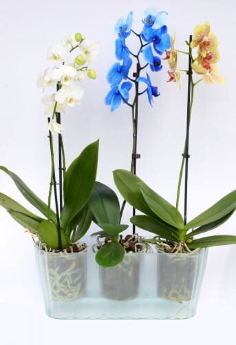 Orhidee lillepott 38cm Triola, läbipaistev hind ja info | Dekoratiivsed lillepotid | kaup24.ee