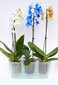 Orhidee lillepott 38cm Triola, läbipaistev hind ja info | Dekoratiivsed lillepotid | kaup24.ee