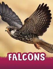 Falcons цена и информация | Книги для подростков и молодежи | kaup24.ee
